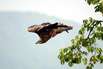 Hawk in flight