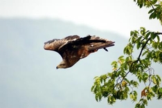 Hawk in flight