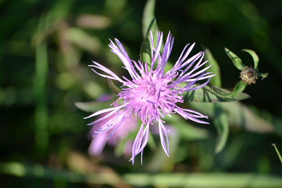 File:Centaurea, provincia di Treviso, 10 novembre 2011.jpg