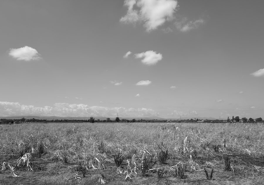 File:After the Harvest - Massenzatico, Reggio Emilia, Italy - July 30, 2025 02.jpg