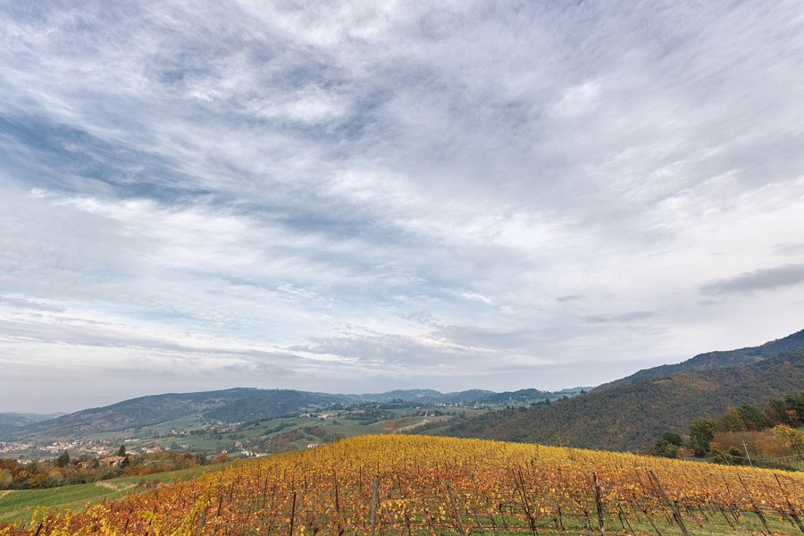 File:Vineyard - Casina, Reggio Emilia, Italy - October 24, 2020.jpg