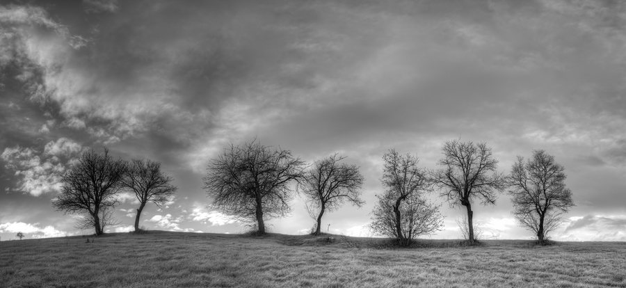 File:7 Trees - Castellarano (RE) Italy - December 26, 2013 - panoramio (1).jpg