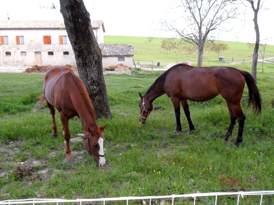 File:Avenale di Cingoli (Equiturist) - panoramio (1).jpg