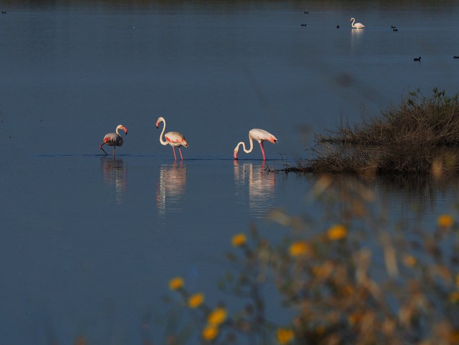 File:Fenicotteri all’alba al Pantano di Granelli.jpg