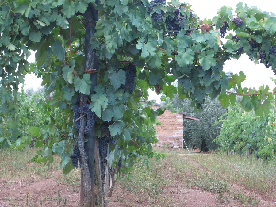 File:Vino, Nepi, Province of Viterbo, Lazio, Italy - panoramio.jpg
