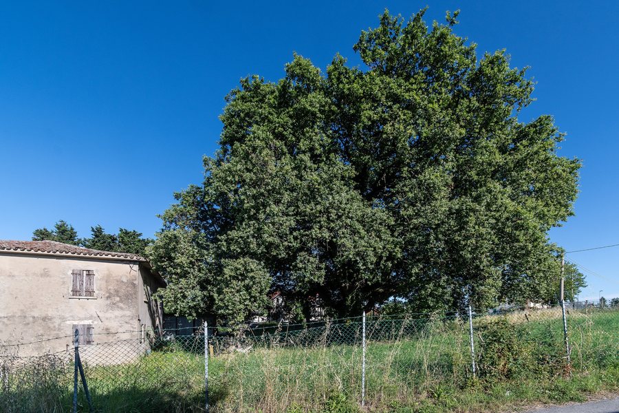 File:Coriano - Roverella - 2023-09-24 12-12-57 001.jpg