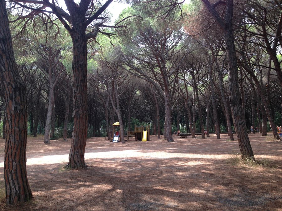 File:Marina di Bibbona. Pineta 3.jpg