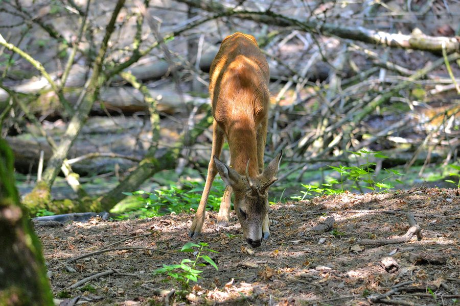 File:Capriolo (Capreolus capreolus) - European roe deer, SantAlessio, Italia, 08.2018 (2).jpg