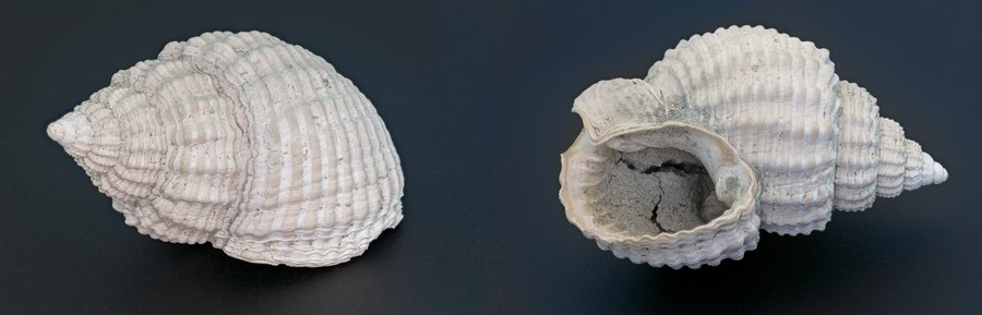 File:Hinia clathrata, Castell'Arquato, Italia, 2021-01-14, DD 082-161 FS.jpg