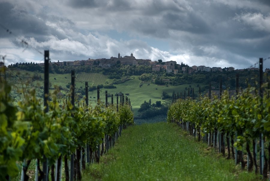 File:Verdicchio vines in Cupramontana.jpg