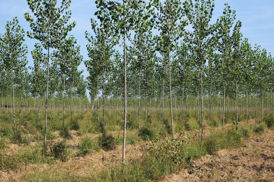 File:Poplar farming Casale sul Sile 1.jpg
