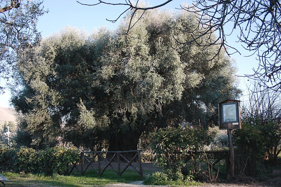 File:2015 Olive Tree from Canneto Sabino IT.jpg