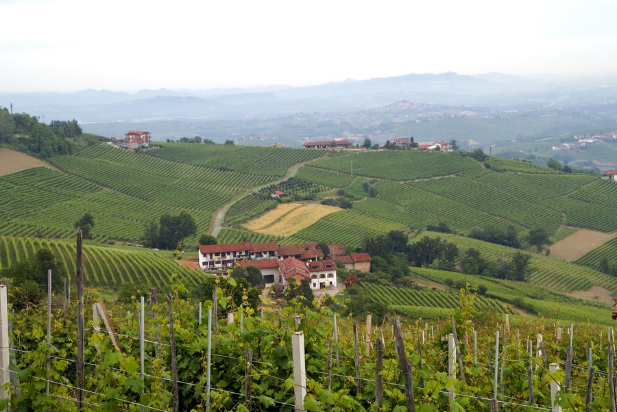 File:Wineyards in Barolo, Italy - panoramio.jpg