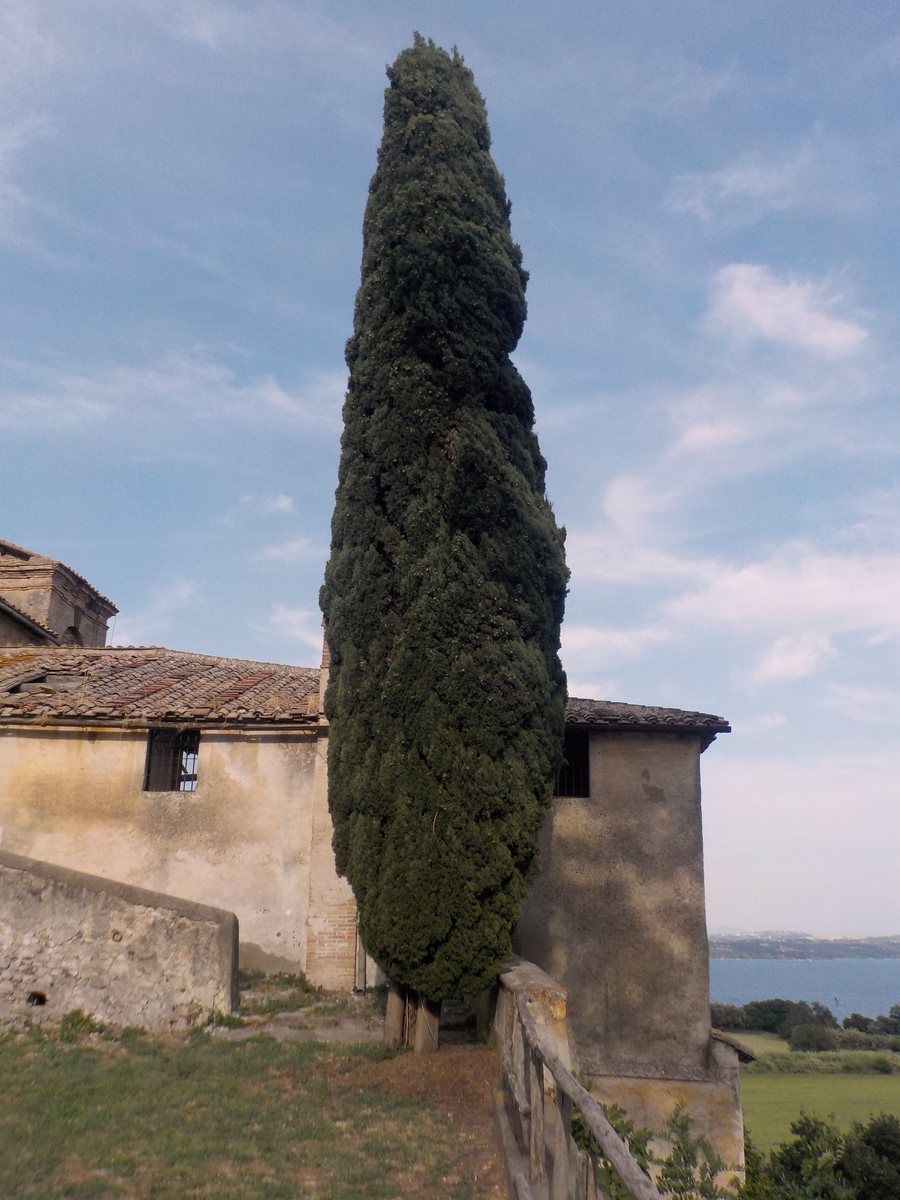 File:Cypress (Cupressus sempervirens, L) at Vicarello in the afternoon light, Lake Bracciano, Italy.jpg