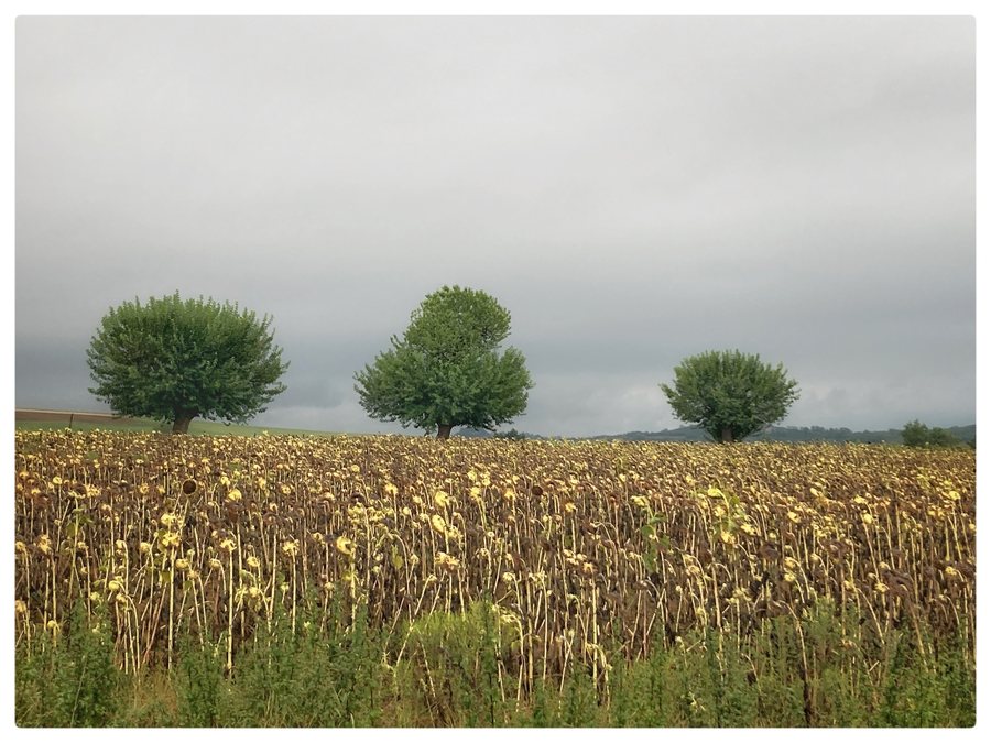 File:Casorzo Monferrato - gelso - 202209040741.jpeg