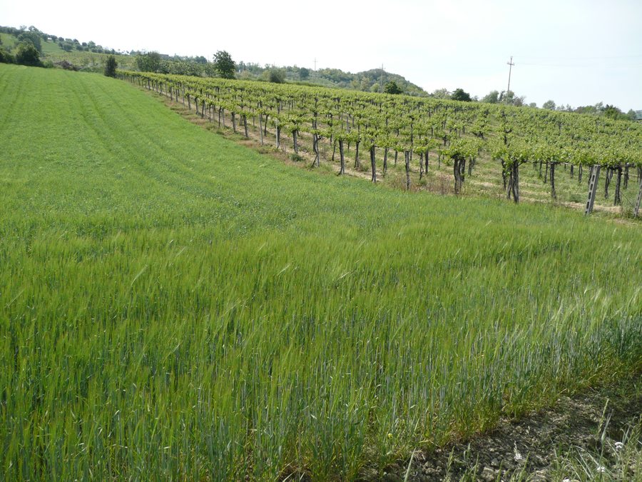 File:Controguerra vineyards.jpg