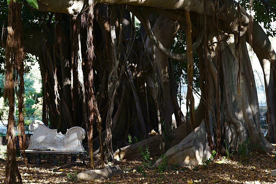 File:Villa Trabia Ficus.jpg