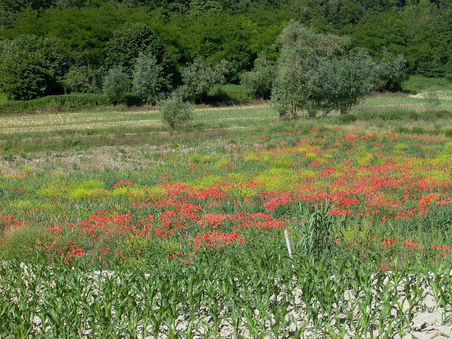 File:Una spruzzata di papaveri. Vinchio 2006.JPG