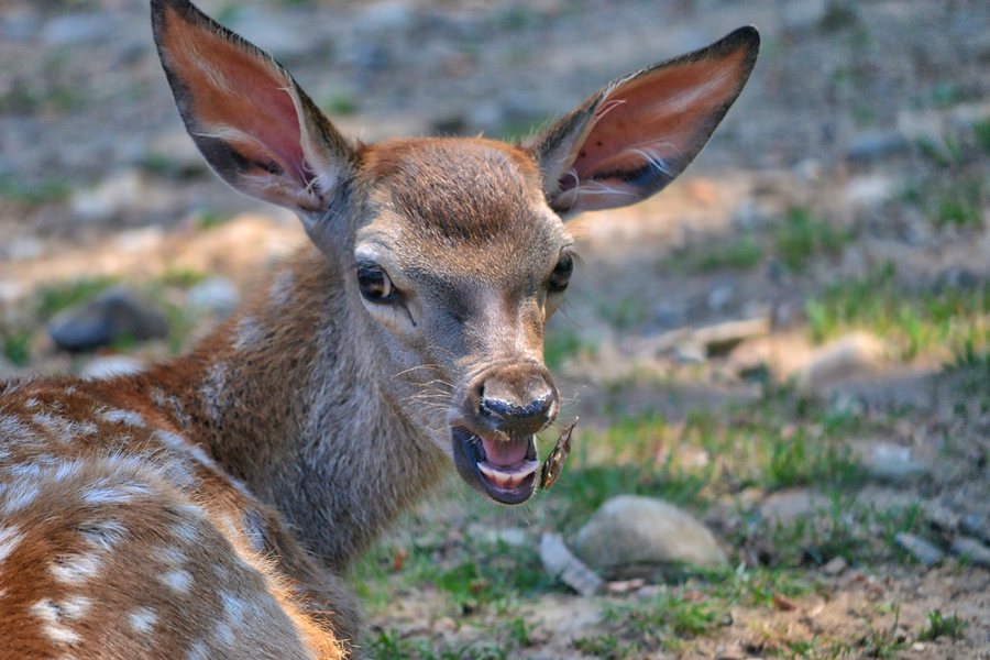 File:Cervo nobile (Cervus elaphus) - Red deer, Gerenzano, Italia, 08.2018 (17).jpg