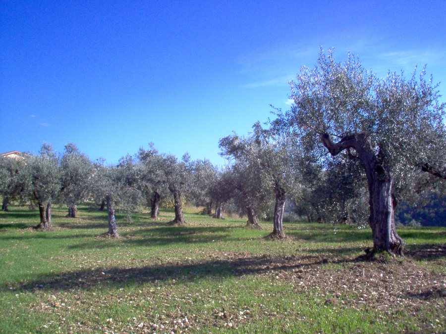 File:Salisano novembre 2008.JPG