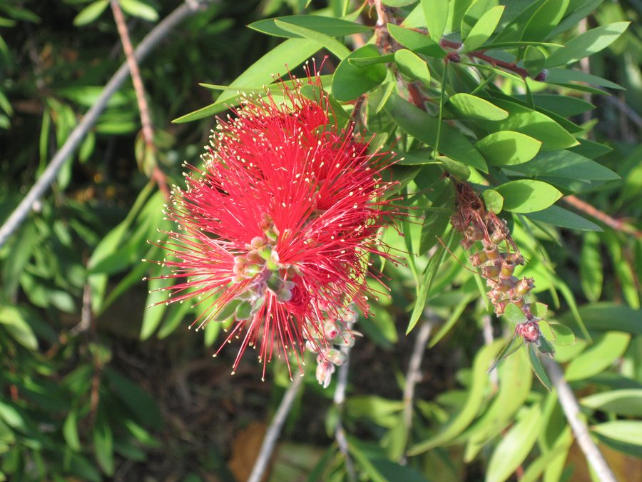 File:Callistemon viminalis (Weeping bottlebrush), Cugnoli, Italy.jpg
