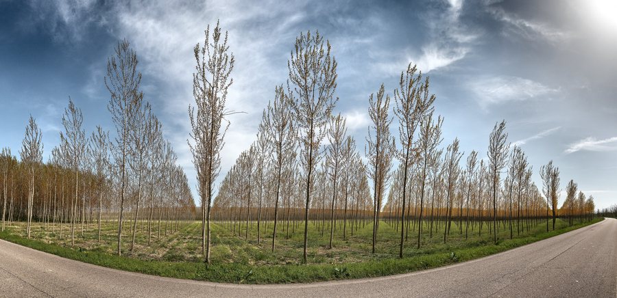 File:Poplars - Viadana, Mantova, Italy - April 8, 2018.jpg