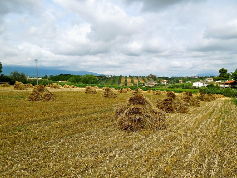 File:Mietitura (Ancarano in provincia di Teramo).JPG