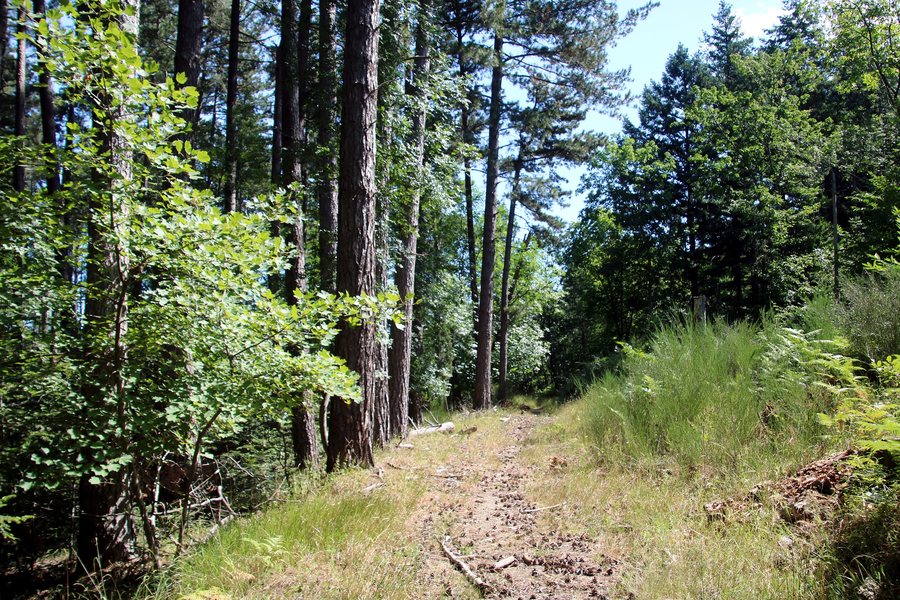 File:Via Ghibellina, Reggello, Riserva naturale Vallombrosa 01.jpg