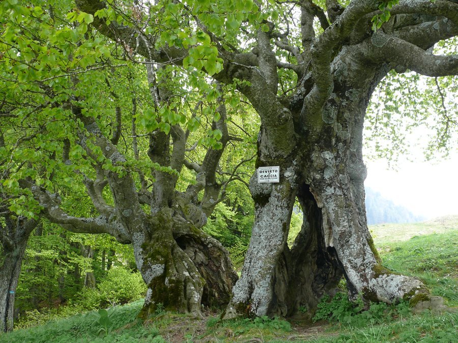 File:Pisogne, Province of Brescia, Italy - panoramio - pacj.jpg