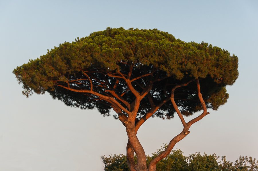 File:Pinus pinea Evening light Torre del Greco Italy.jpg